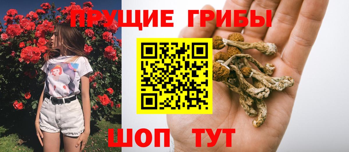 Галлюциногенные грибы Psilocybine cubensis Елизово